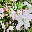 Rhododendron schlippenbachii (azalia Schlippenbacha)