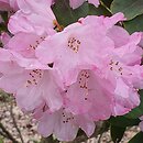 Rhododendron hort. Hahmann's Ornament