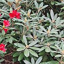 Rhododendron hort. Majo Manju