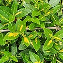 Euonymus fortunei Sunspot