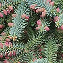 Abies pinsapo Glauca