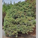 Pinus sylvestris Watereri