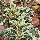 Osmanthus heterophyllus Variegatus