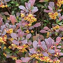 Berberis thunbergii Atropurpurea