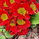 Primula ×polyantha Eblo Red