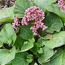 Bergenia Silberlicht