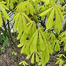 Aesculus hippocastanum Wratislavia