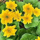 Caltha palustris s.l. Marilyn