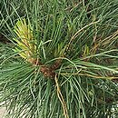Pinus koraiensis (sosna koreańska)