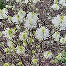 Fothergilla ×intermedia Mount Airy
