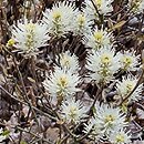 Fothergilla gardenii Harold Epstein