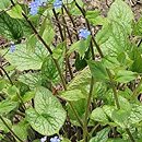 Brunnera macrophylla Alexander's Great