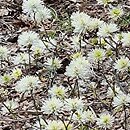 Fothergilla gardenii Blue Mist