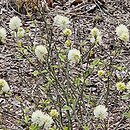 Fothergilla gardenii Brian Upchurch
