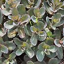 Sedum hort. Picolette