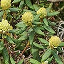 Rhododendron hort. Grupa '31a Groenlandicum'