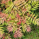 Sorbaria sorbifolia Sem