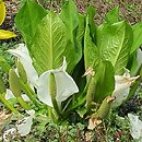 Lysichiton camtschatcensis (tulejnik kamczacki)