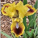 Iris hort. Golden Ruby