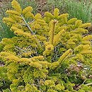 Abies nordmanniana Golden Spreader