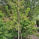 Betula papyrifera Polonica