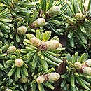 Abies koreana Blauer Eskimo