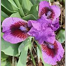 Iris hort. Yo-Yo