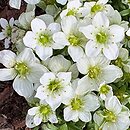 Saxifraga ×arendsii Limerock