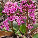 Bergenia Claire Maxine