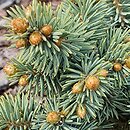 Picea pungens Wojslaw