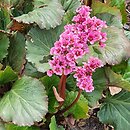 Bergenia XXL