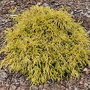 Chamaecyparis pisifera Wawel