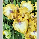 Iris hort. Melodyjka