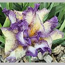 Iris hort. Drozd