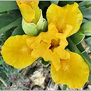 Iris hort. Sonatina