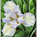 Iris hort. Spell of Spring