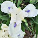 Iris hort. Szafiry Koronne