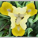 Iris hort. Oliwki