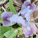 Iris hort. Noc Majowa