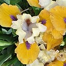Iris hort. Smak Miodu