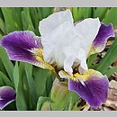 Iris hort. Ballada