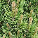 Pinus mugo Andrzej