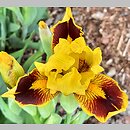 Iris hort. Mocny Kontrast