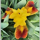 Iris hort. Mała Andaluzyjka