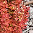 Berberis thunbergii Orange Ice