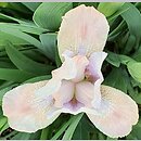 Iris hort. Świtezianka