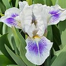 Iris hort. Zuchwalec