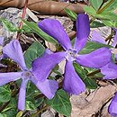 Vinca Kucharska