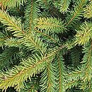 Picea abies Zagwiżdże
