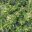 Abies nordmanniana Kulista